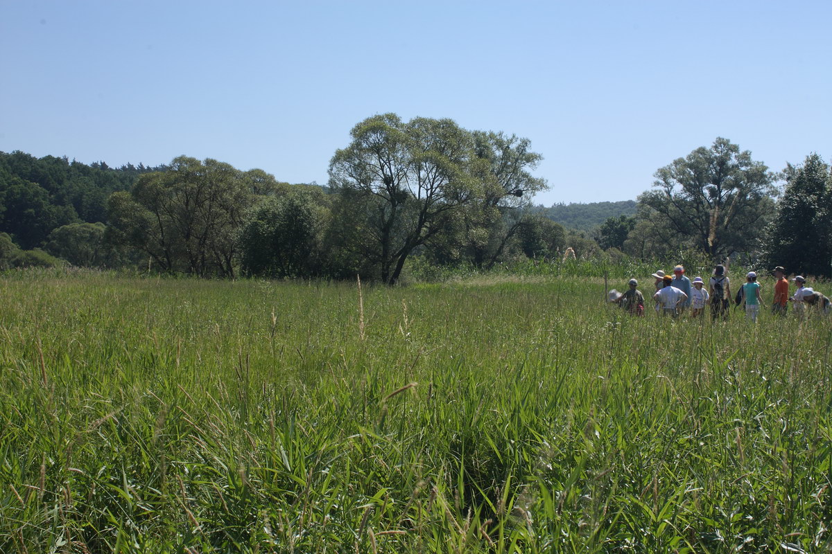 Пойма Ворсклы, image of landscape/habitat.