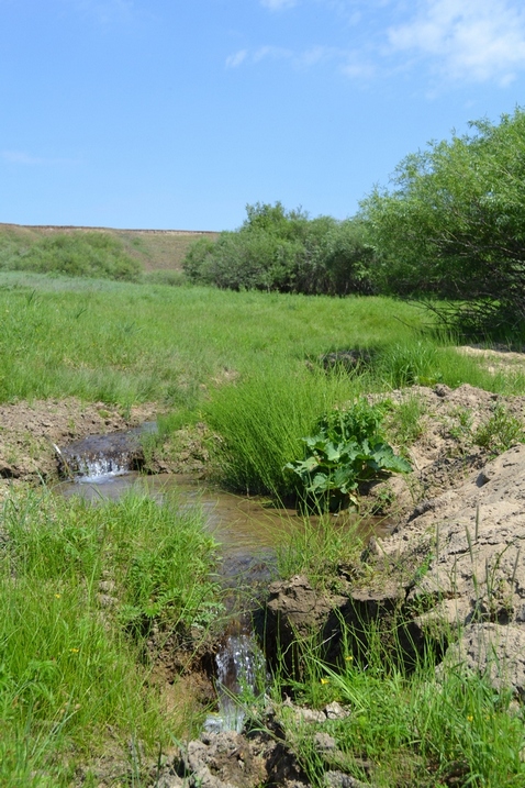 Боржигантай, image of landscape/habitat.