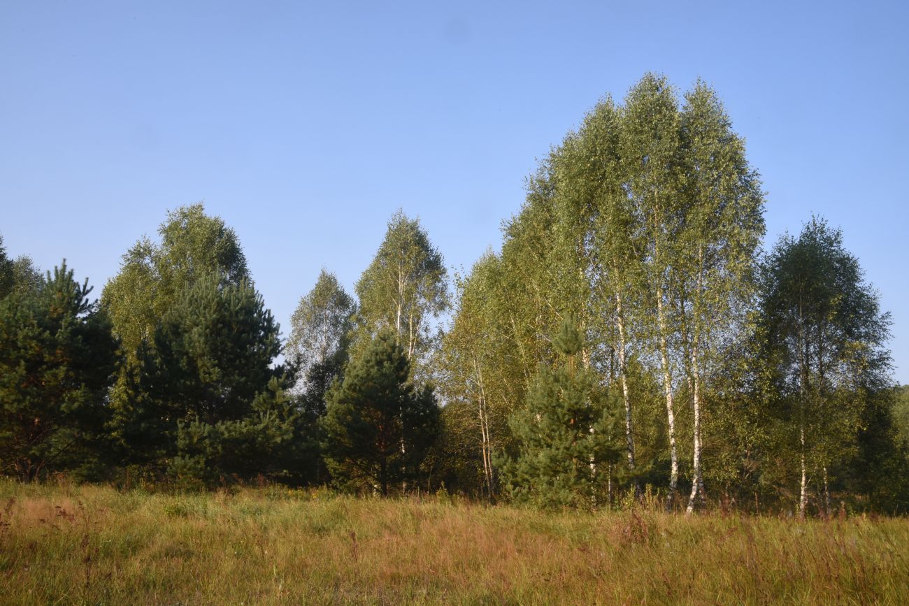 Мелихово, image of landscape/habitat.