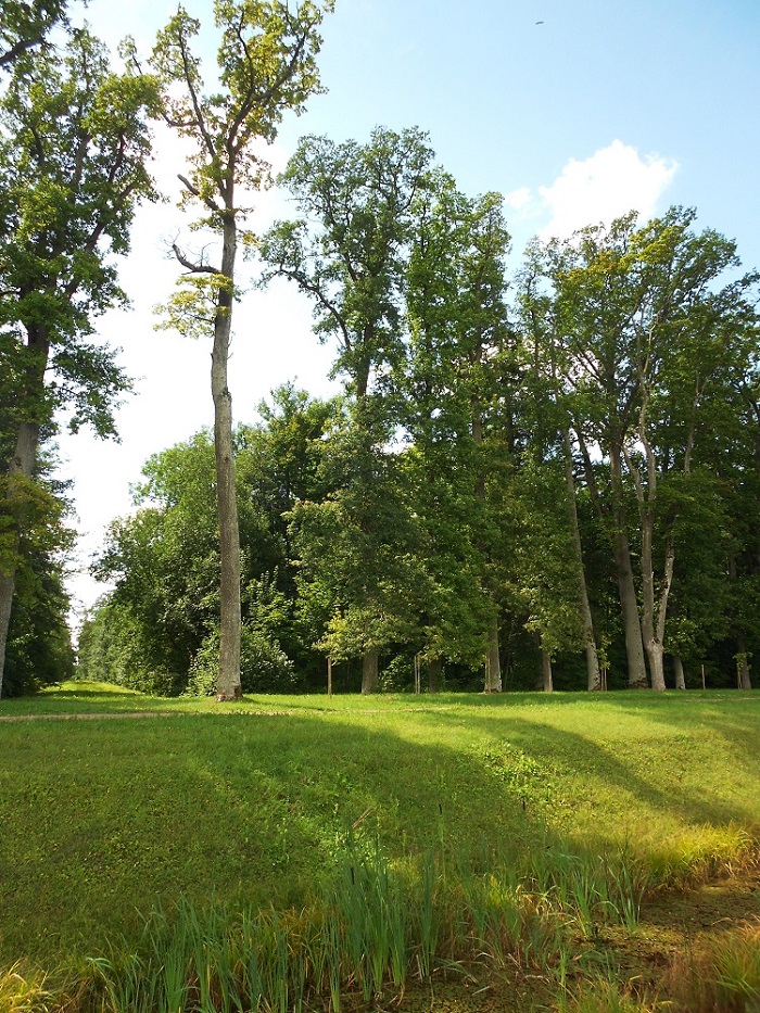 Рундальский дворец Бирона, image of landscape/habitat.