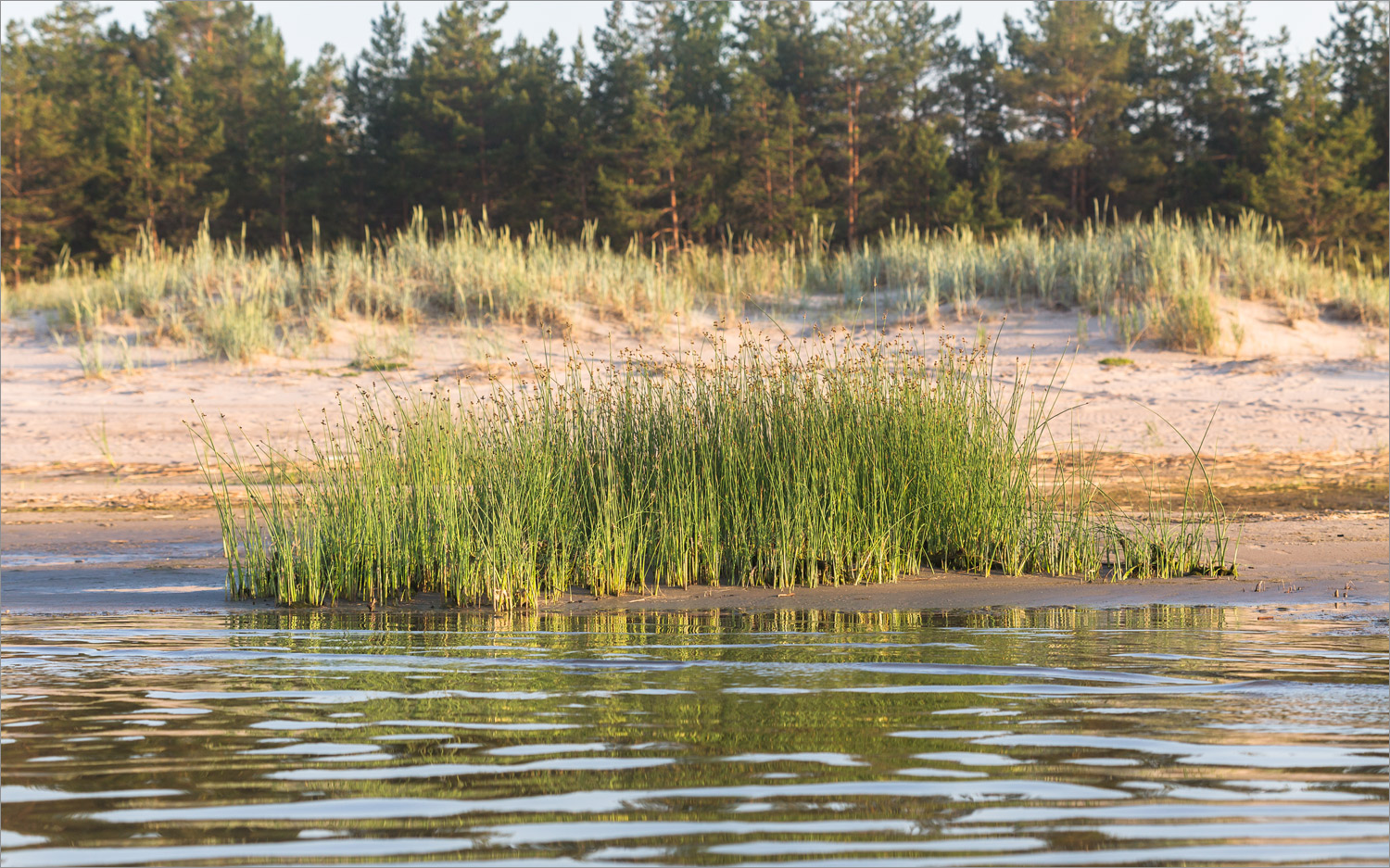 Окрестности деревни Выбье, image of landscape/habitat.