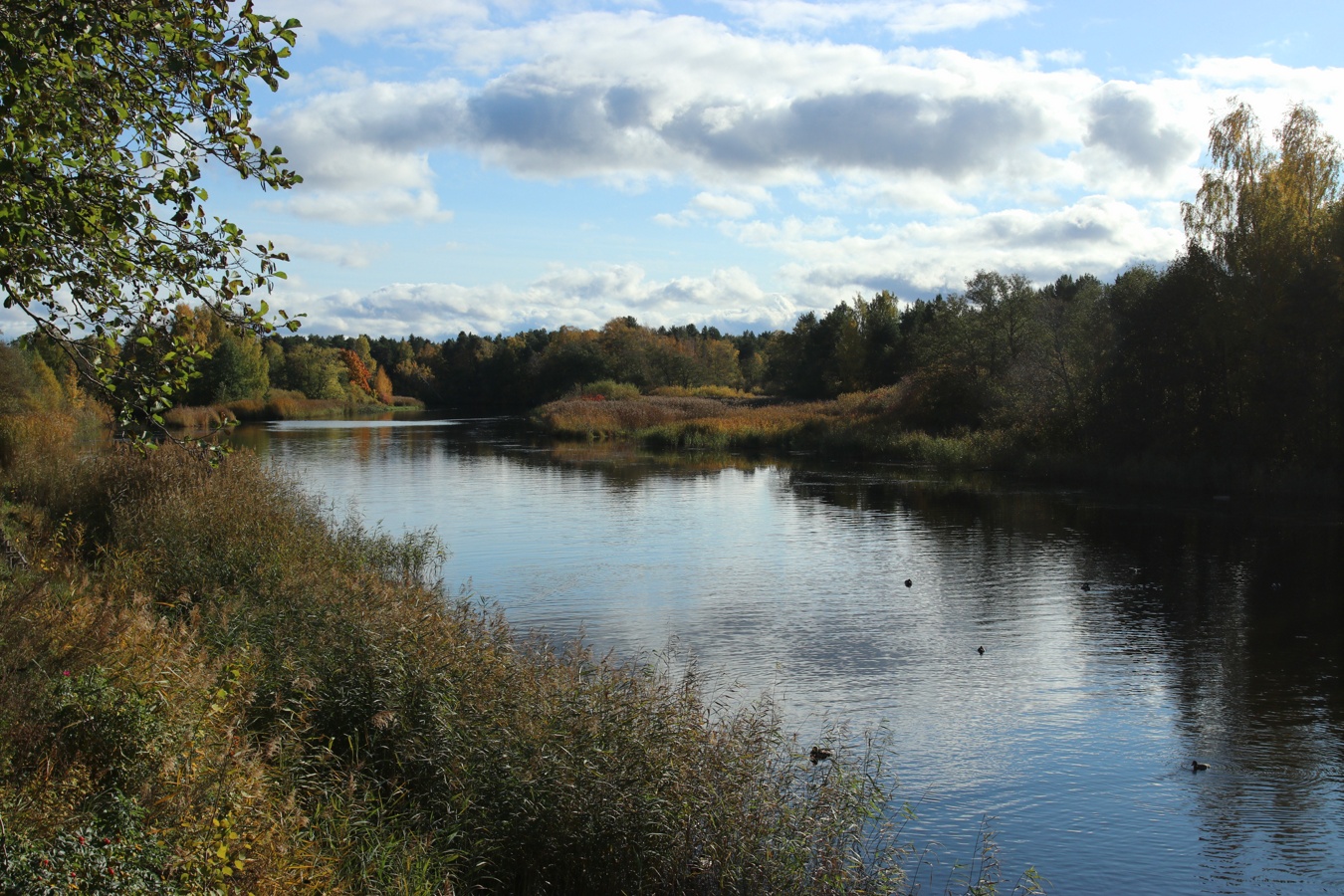 Сосновый Бор, image of landscape/habitat.