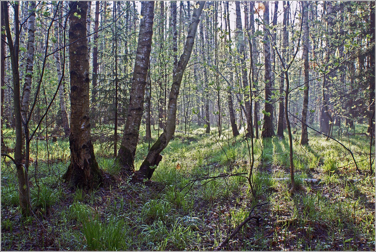 Окрестности Хрипани, image of landscape/habitat.