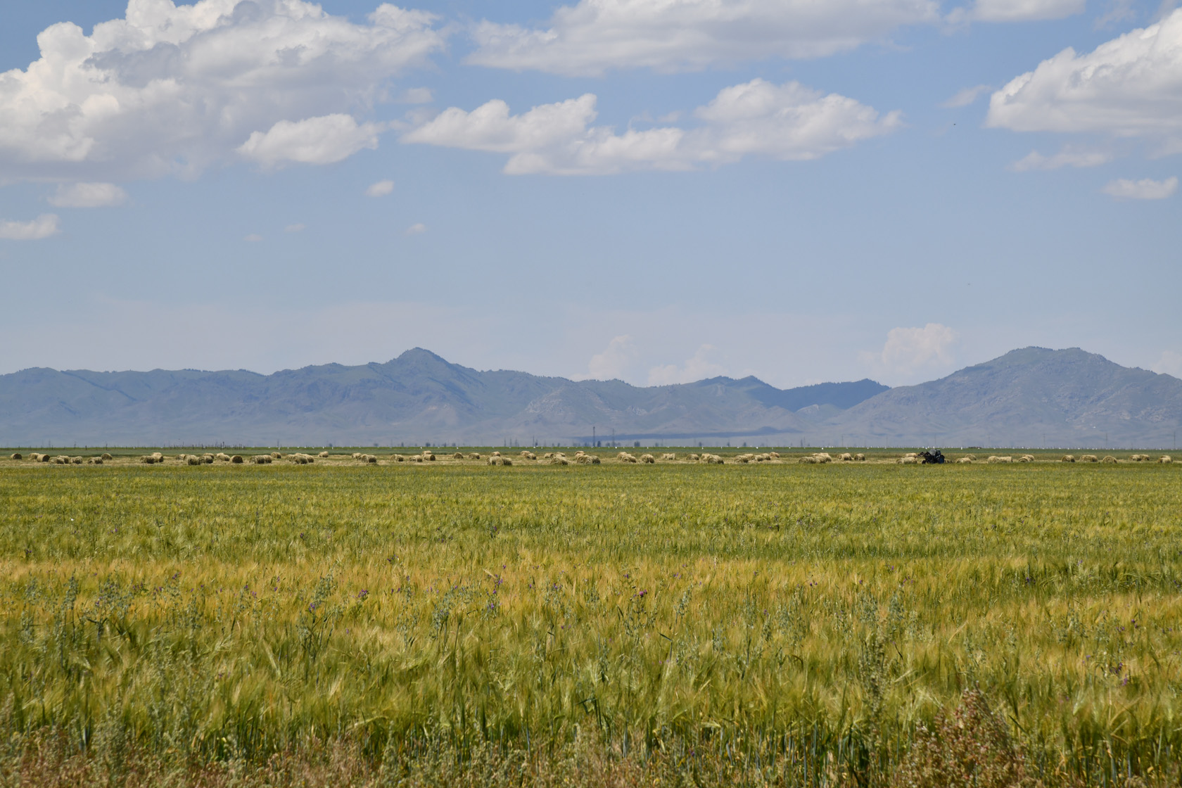 Кум-Текей, image of landscape/habitat.