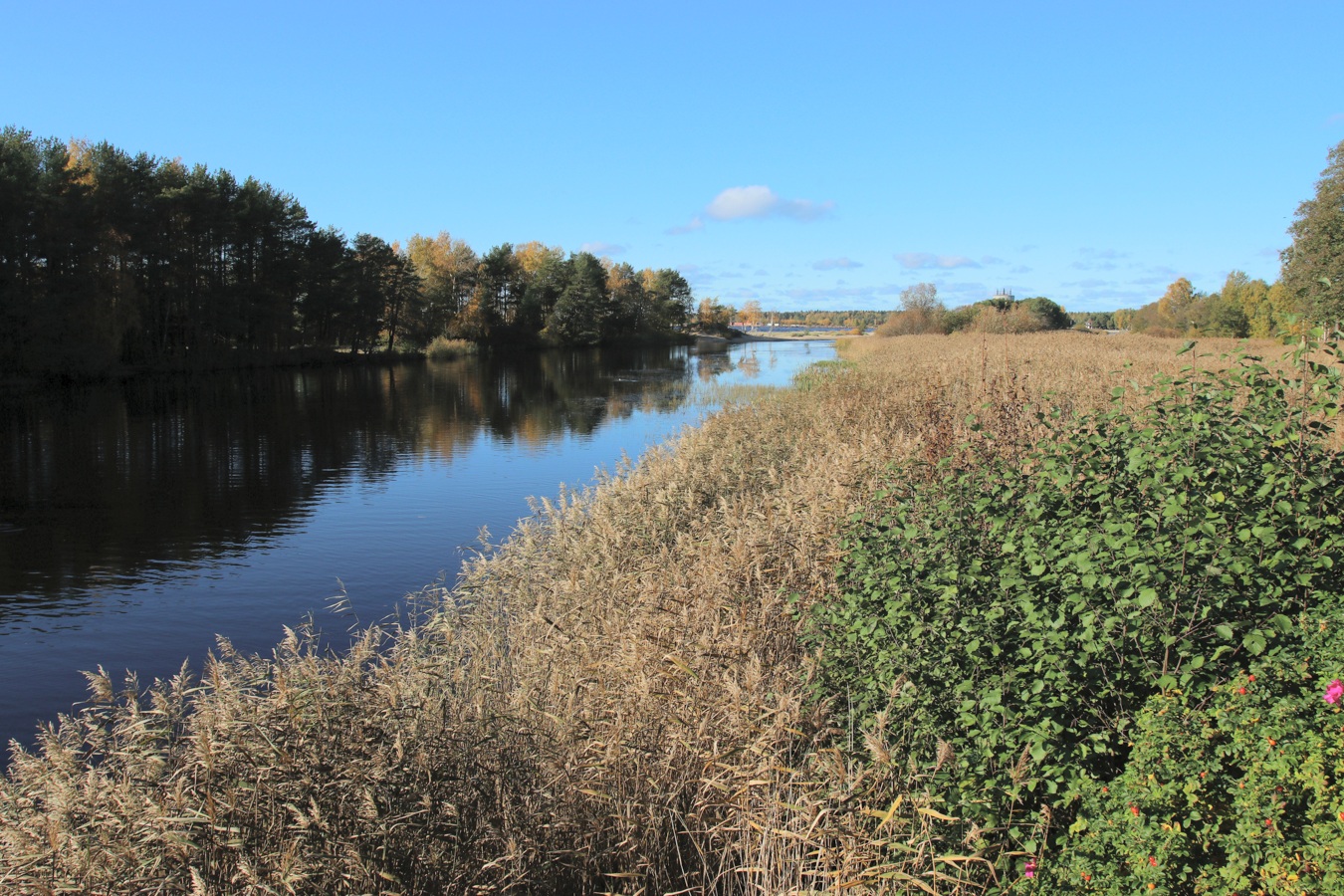 Сосновый Бор, image of landscape/habitat.