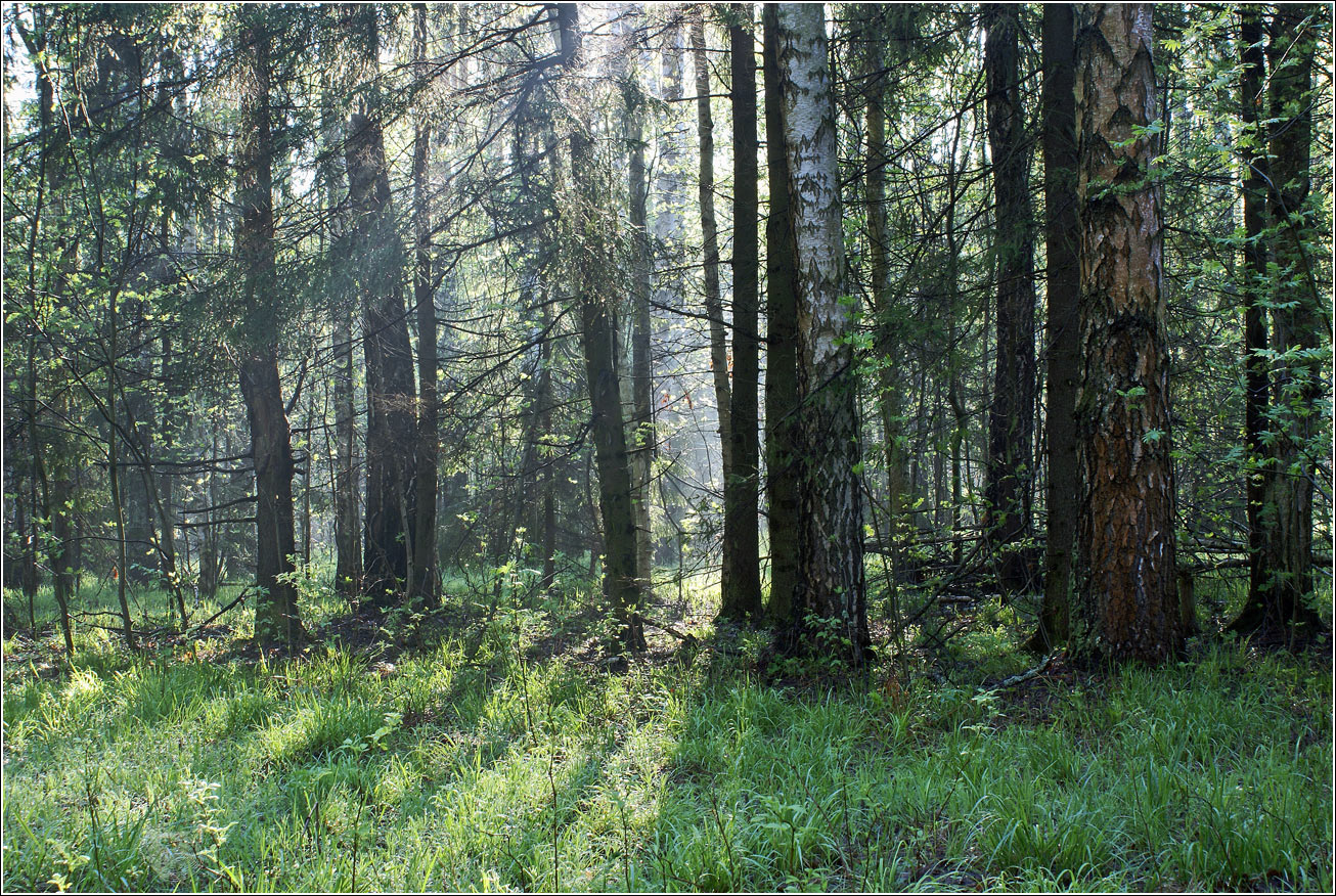 Окрестности Хрипани, image of landscape/habitat.