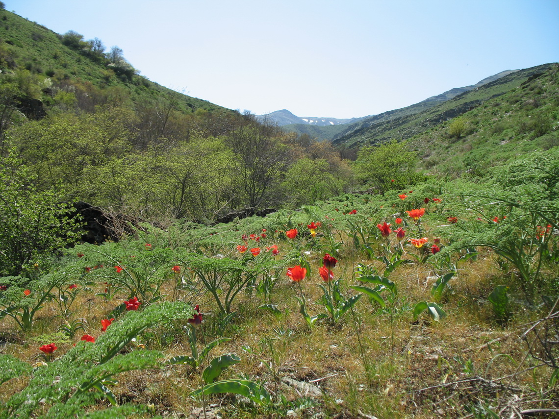 Беркара, image of landscape/habitat.