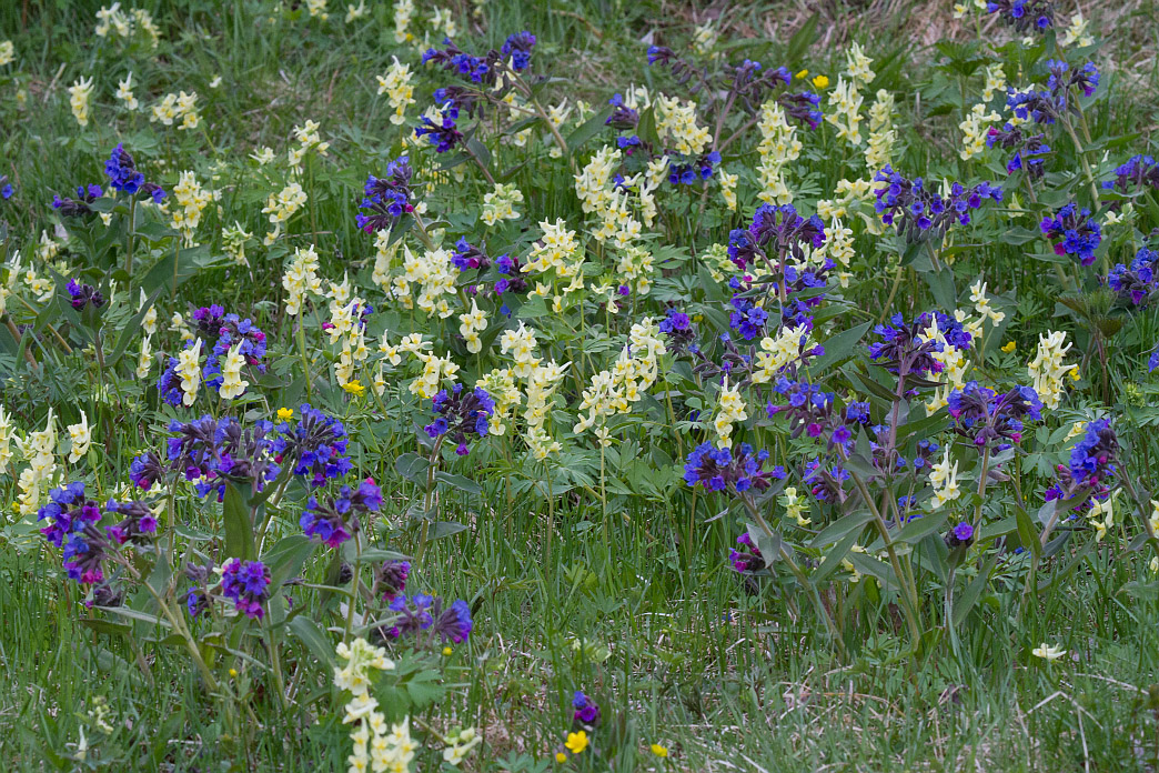 Камлак, image of landscape/habitat.