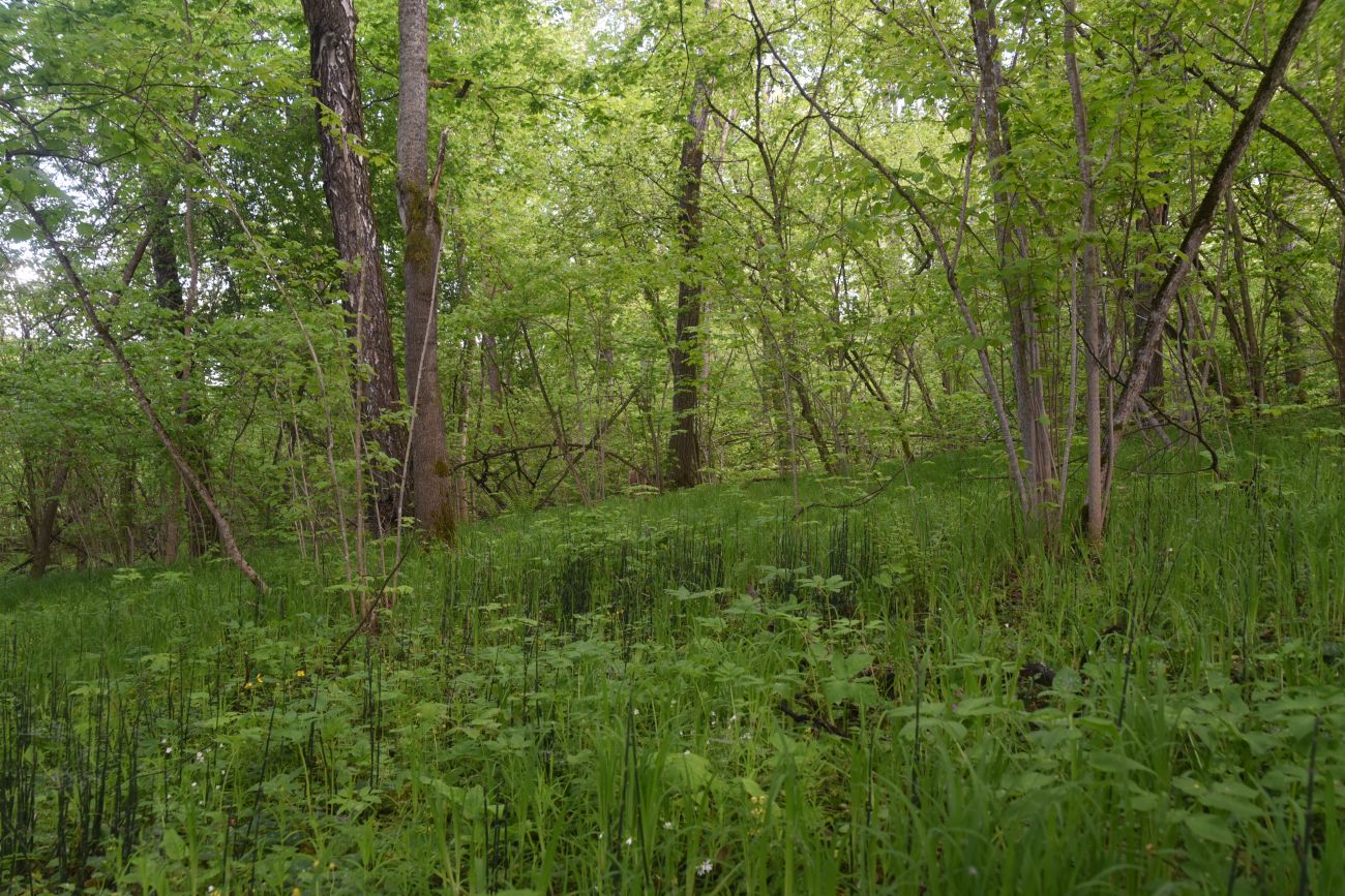 Окрестности устья ручья Исьма, image of landscape/habitat.