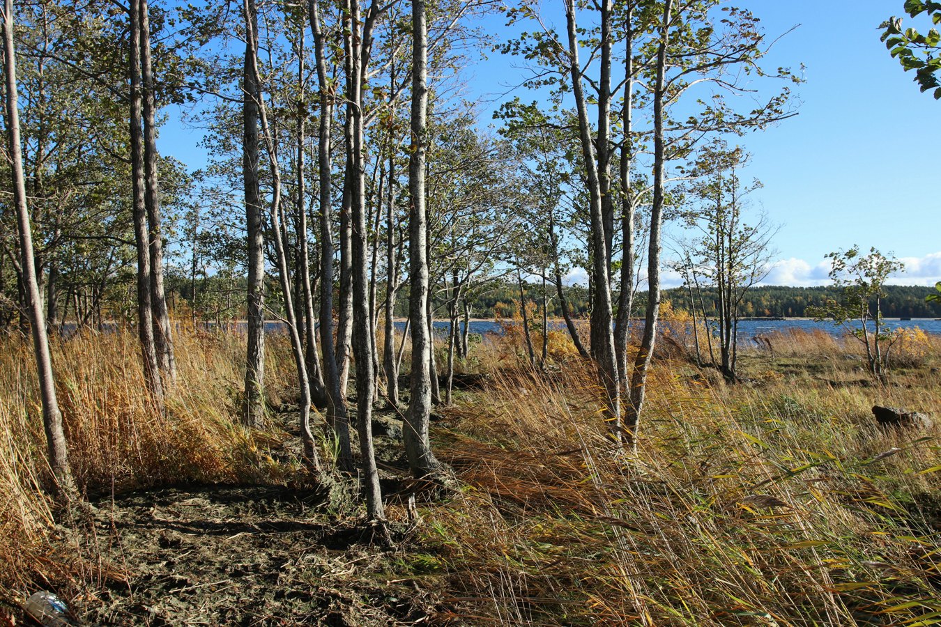 Каравалдай, image of landscape/habitat.