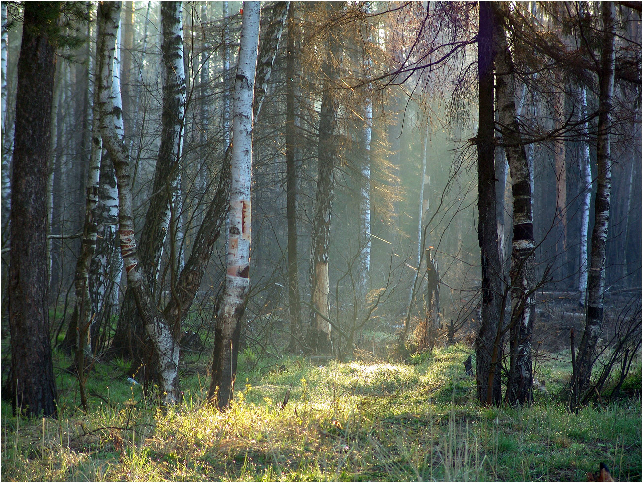 Окрестности Хрипани, image of landscape/habitat.