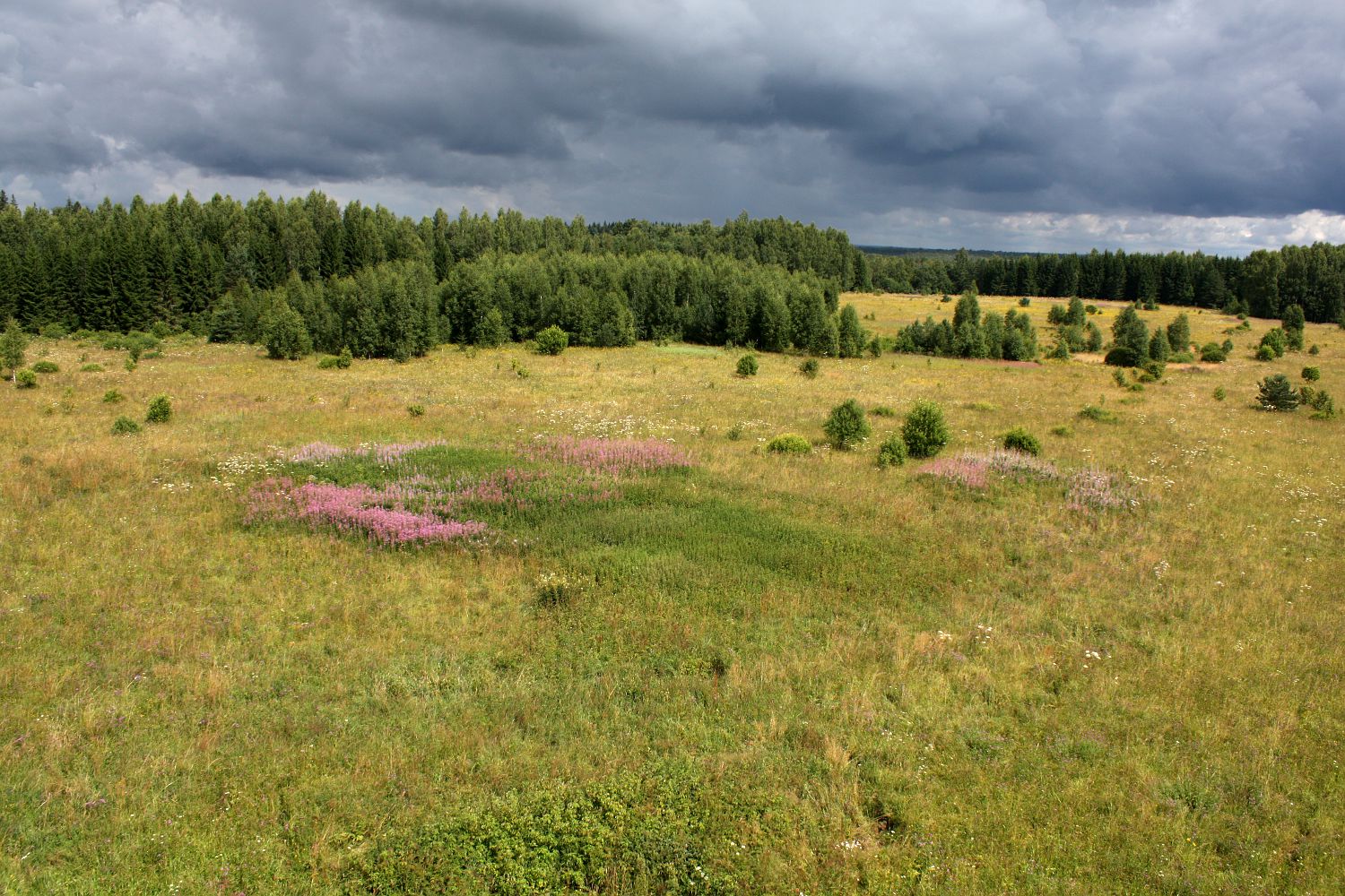 Центрально-Лесной заповедник, юг, изображение ландшафта.