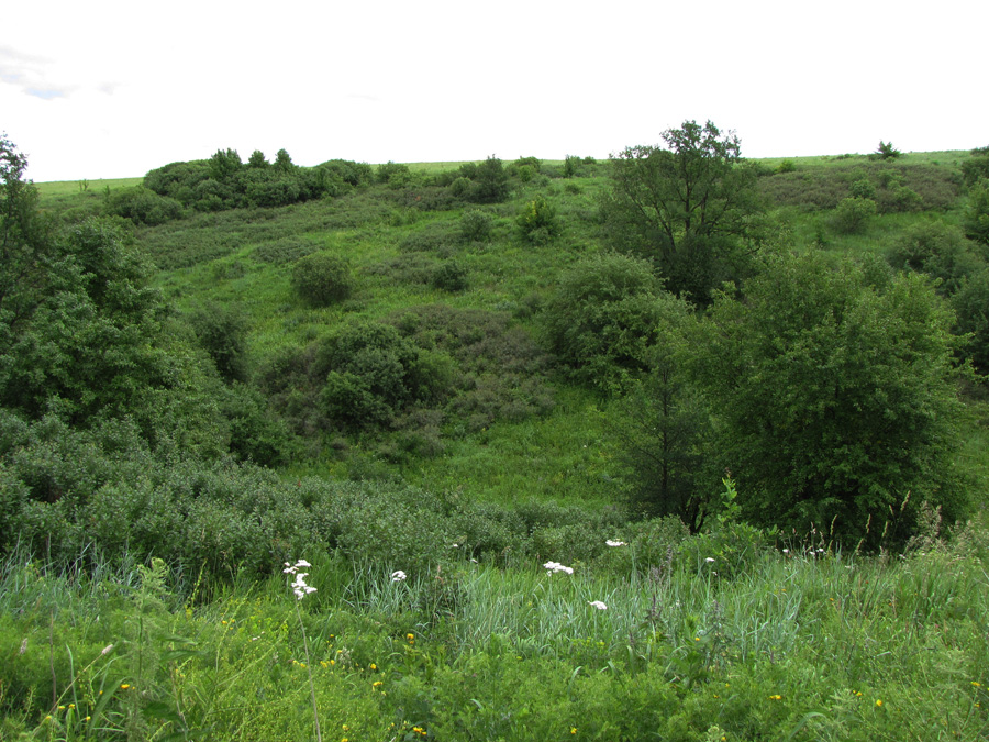 Лог Суры, image of landscape/habitat.