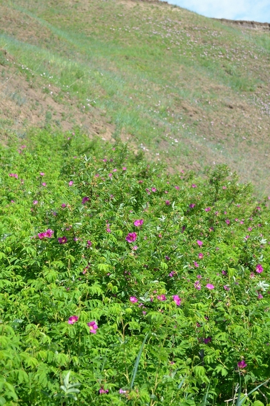 Боржигантай, image of landscape/habitat.