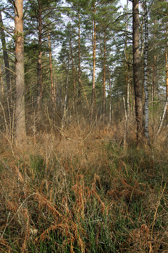 Камлак, image of landscape/habitat.