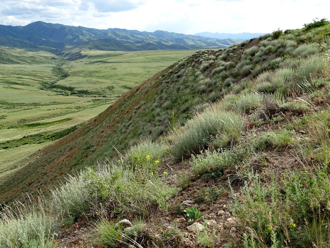 Калмакпай, image of landscape/habitat.