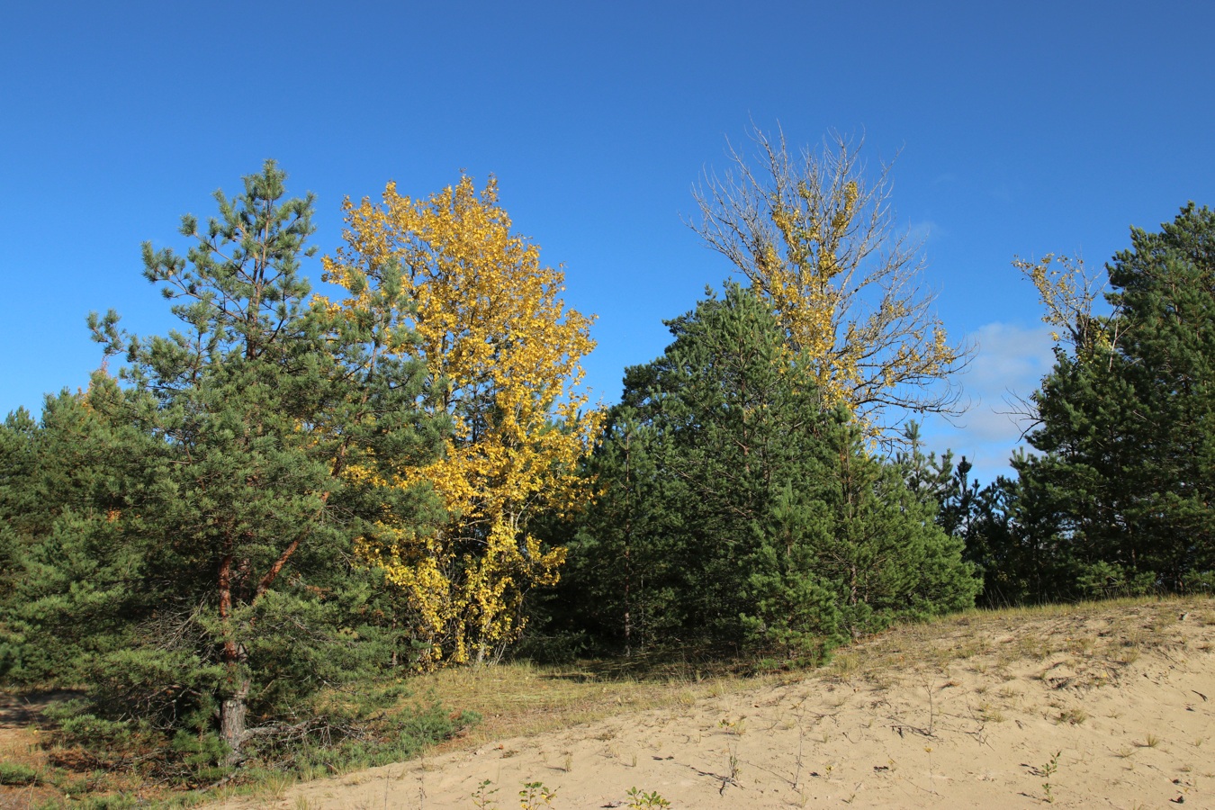 Сосновый Бор, image of landscape/habitat.