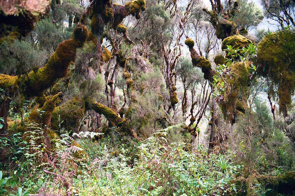 Рувензори, image of landscape/habitat.