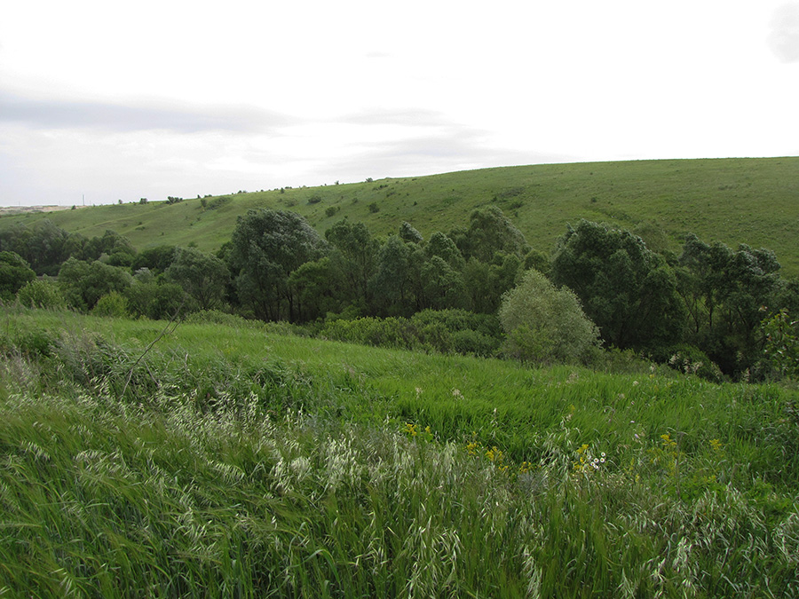 Лог Суры, image of landscape/habitat.