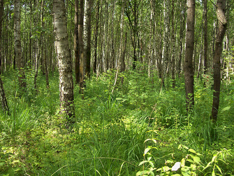 Жидеевская дача, image of landscape/habitat.