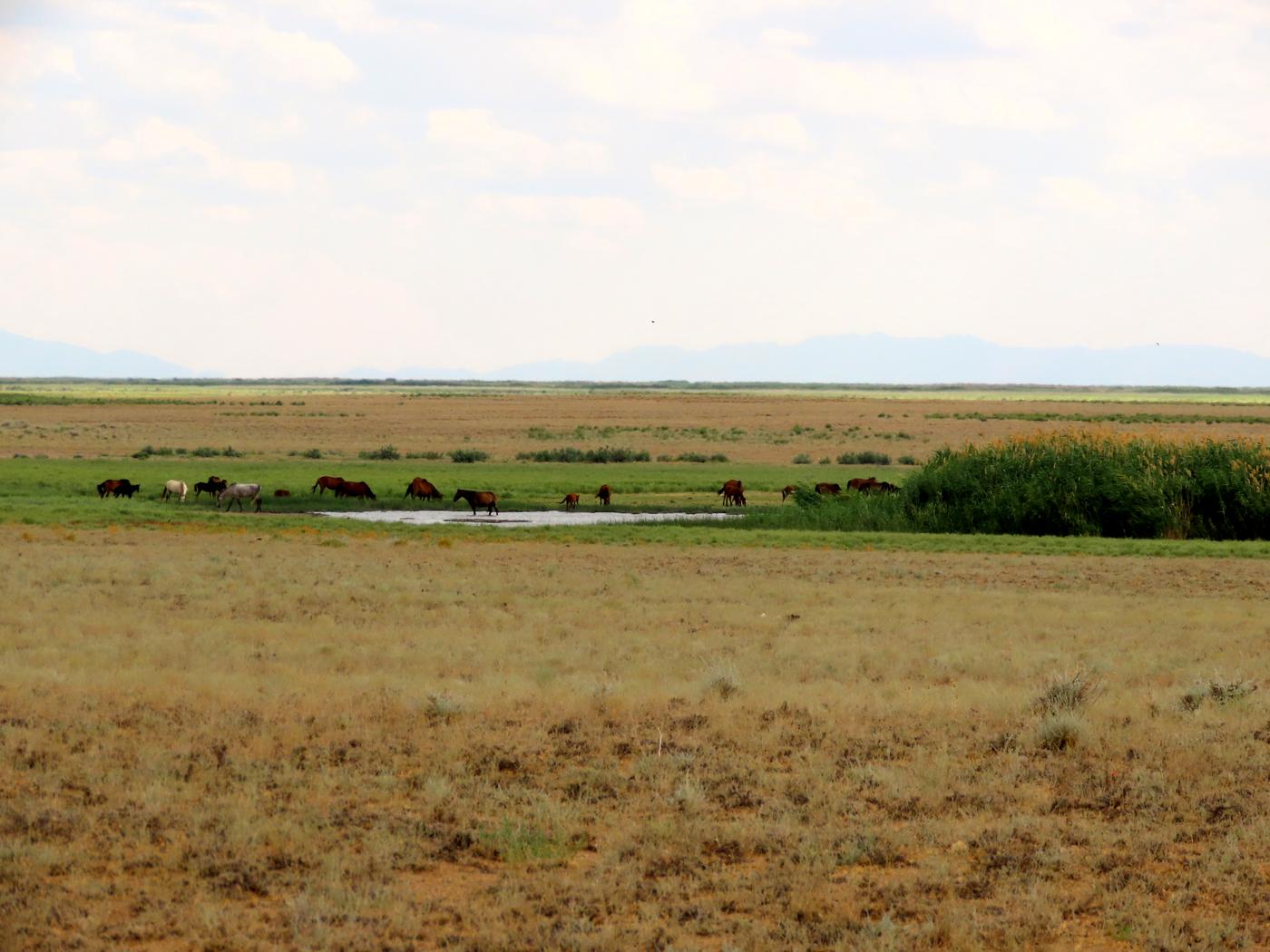 Западная Бетпак-Дала, image of landscape/habitat.