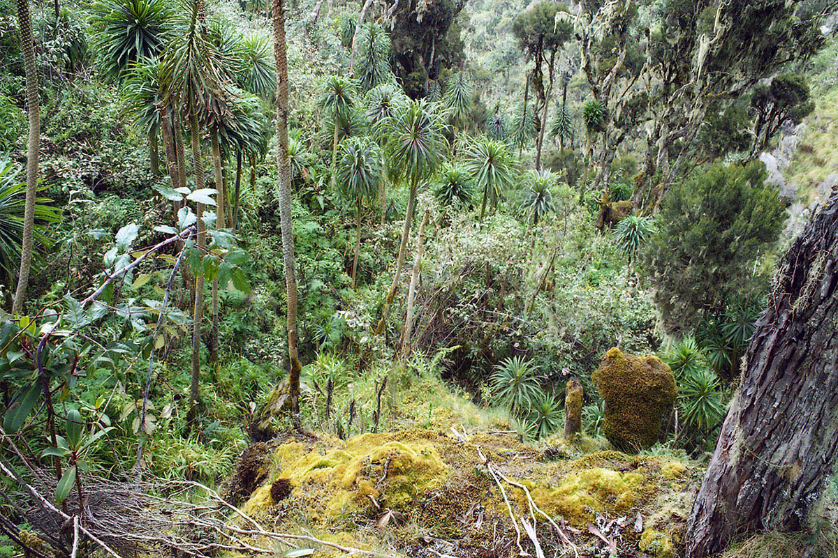 Рувензори, image of landscape/habitat.