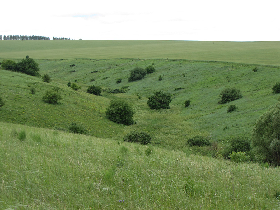 Лог Суры, image of landscape/habitat.