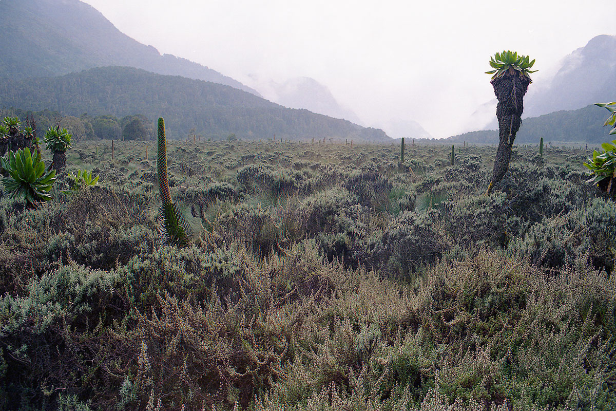 Рувензори, image of landscape/habitat.