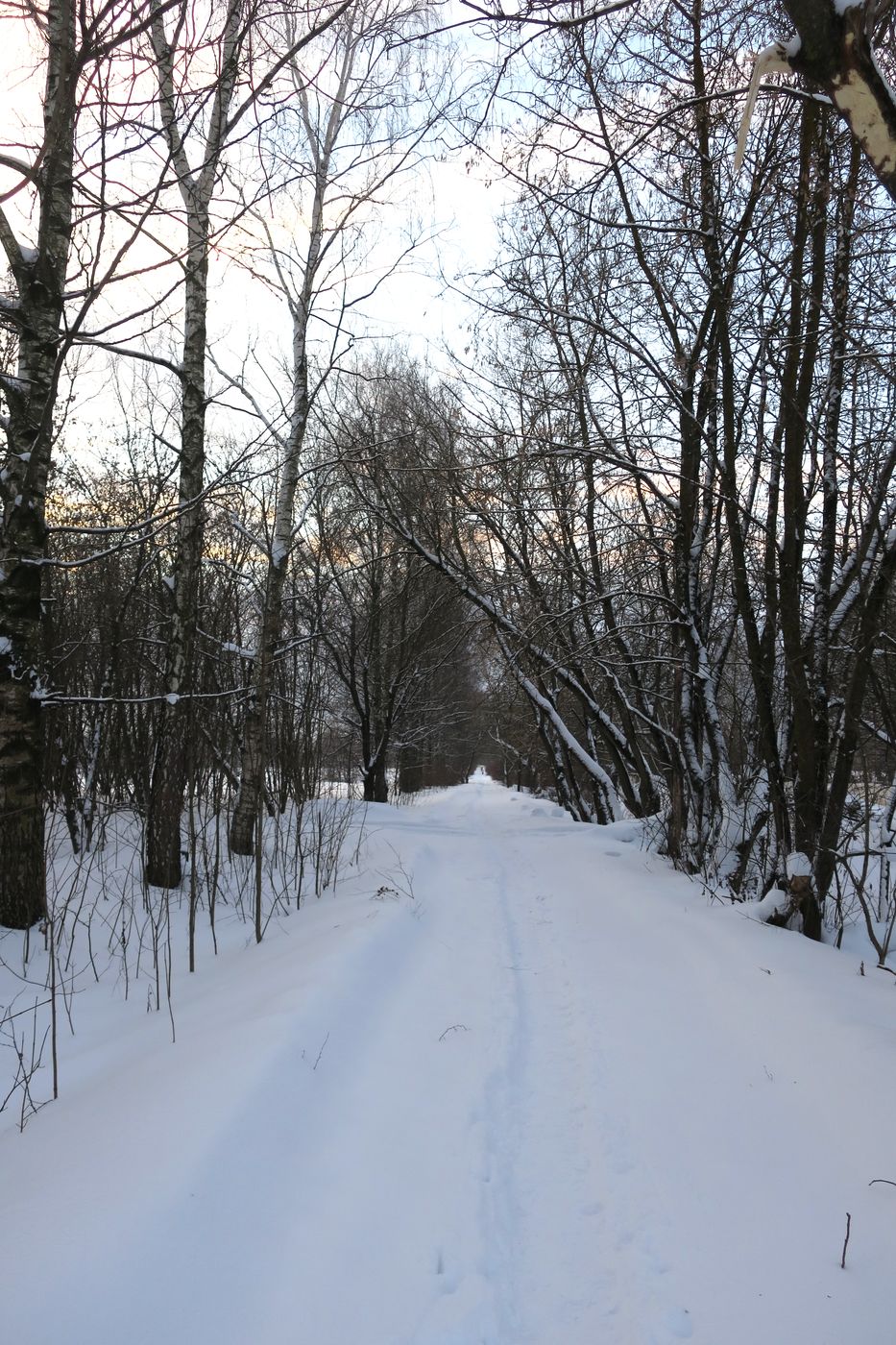 Лосино-Петровский и окрестности, image of landscape/habitat.