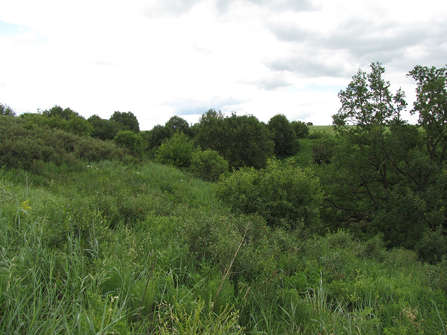 Лог Суры, image of landscape/habitat.