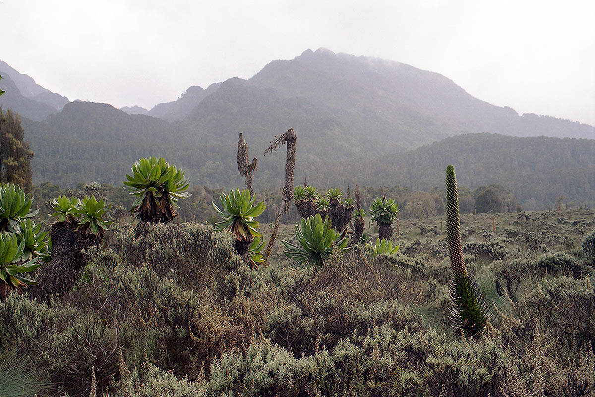 Рувензори, image of landscape/habitat.