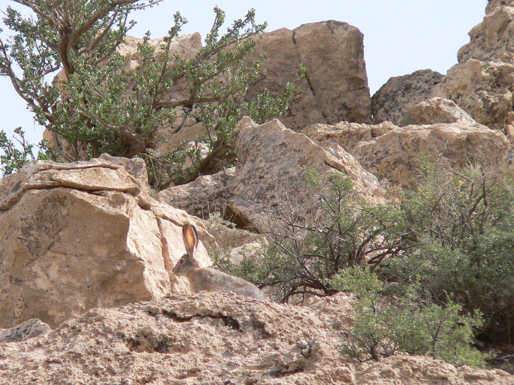 Актау, image of landscape/habitat.