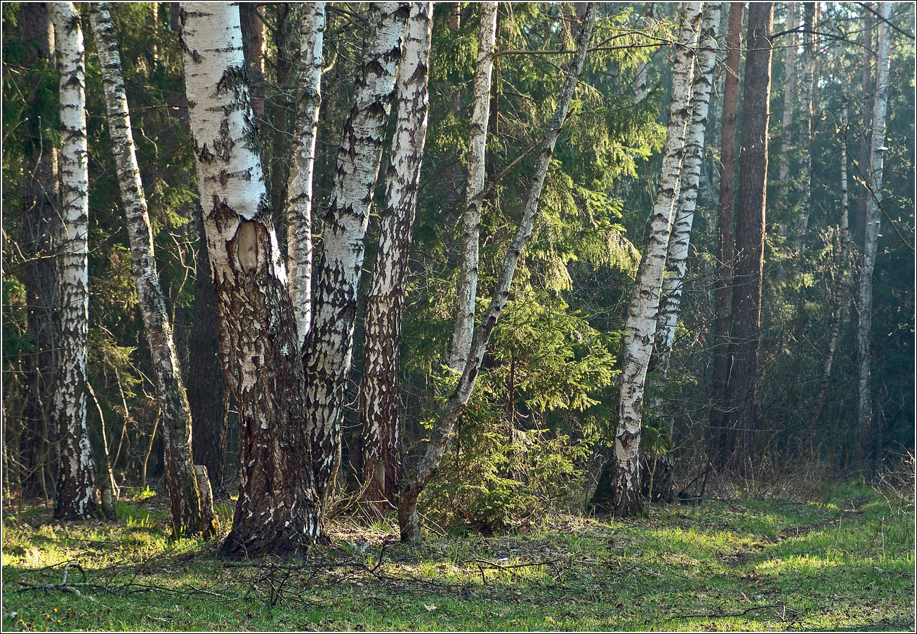 Окрестности Хрипани, image of landscape/habitat.