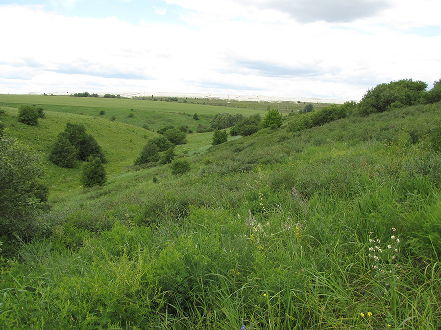 Лог Суры, image of landscape/habitat.