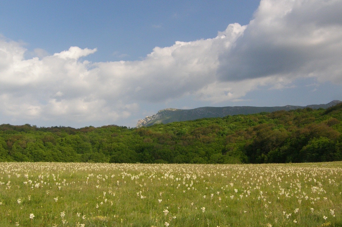 Чатырдаг, image of landscape/habitat.