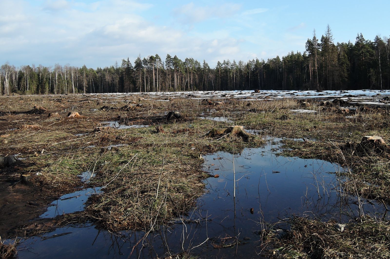 Вырубка на 72-м км трассы М7, image of landscape/habitat.