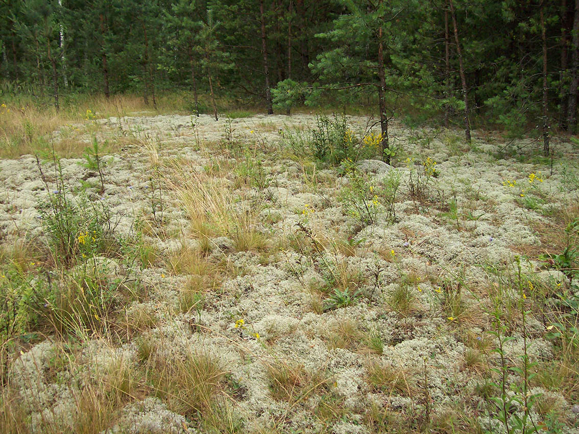 Жидеевская дача, image of landscape/habitat.