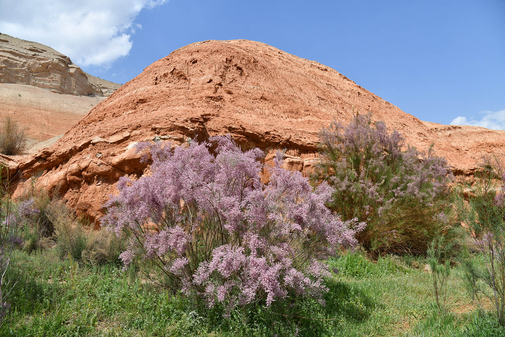 Исфара, image of landscape/habitat.