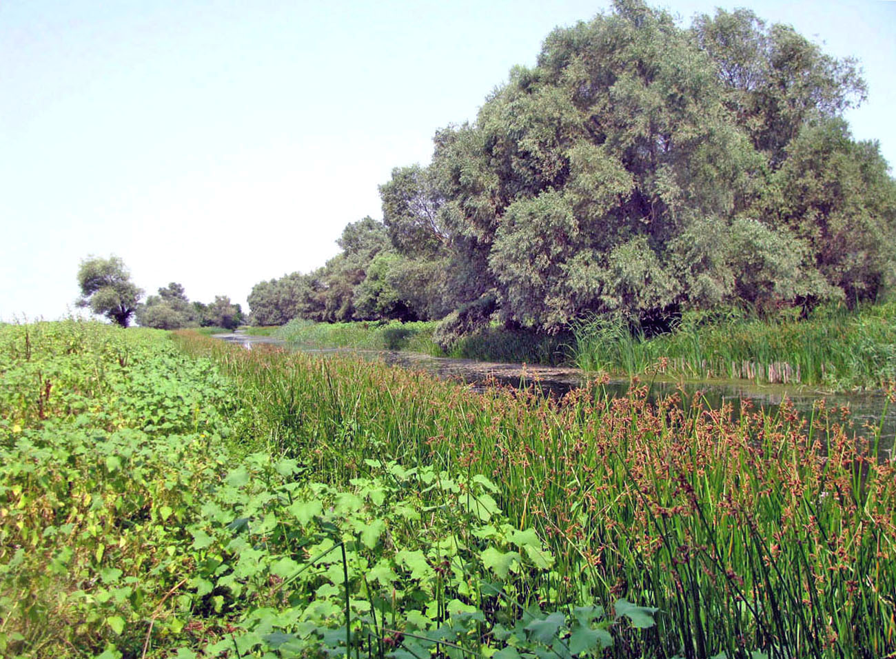 Бузан, image of landscape/habitat.