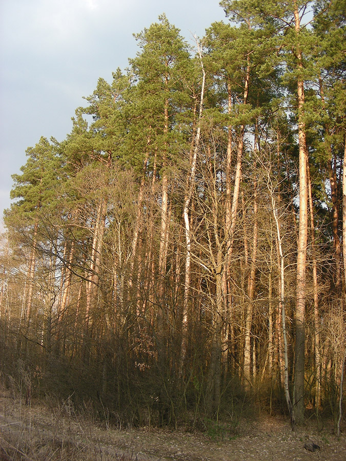 Жидеевская дача, image of landscape/habitat.