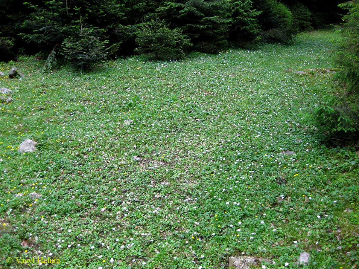 Заповедник "Горганы", Максимец, image of landscape/habitat.