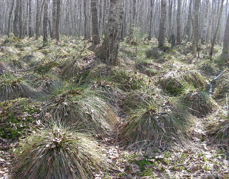 Жидеевская дача, image of landscape/habitat.