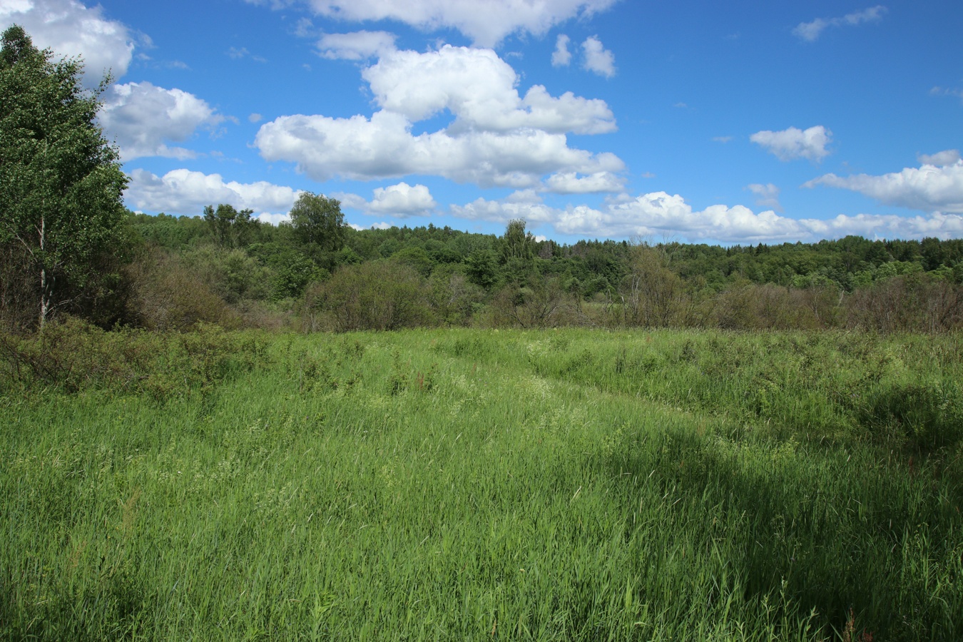 Луга у Кемки, image of landscape/habitat.