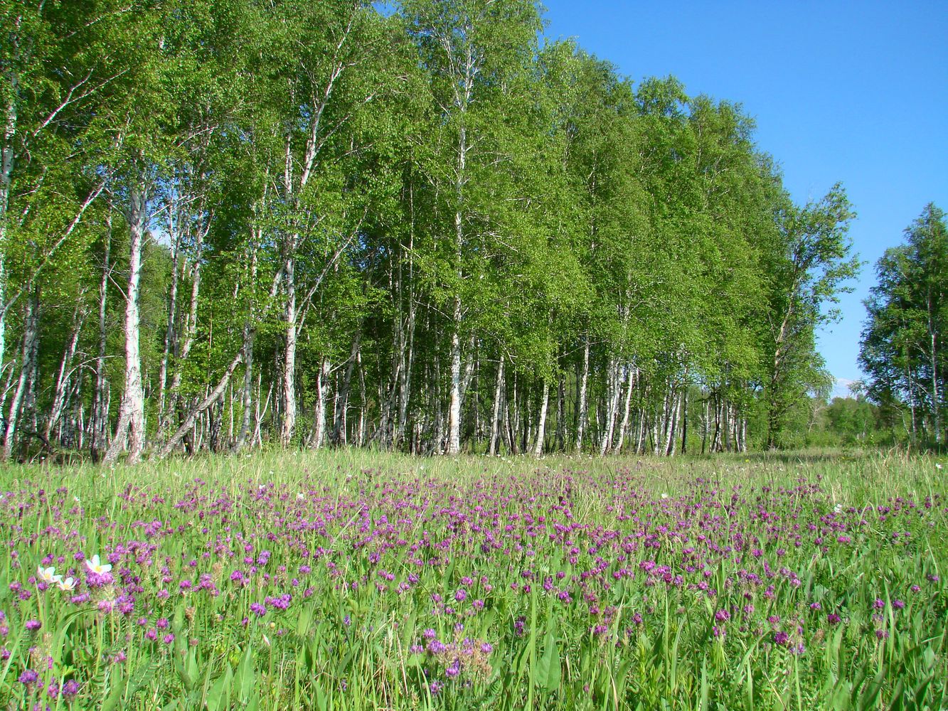 Остров Беляева, image of landscape/habitat.