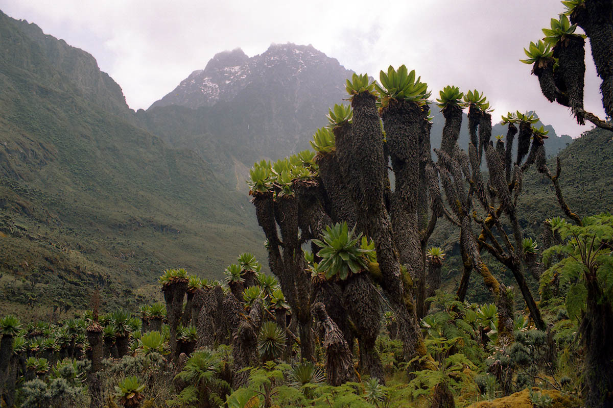 Рувензори, image of landscape/habitat.