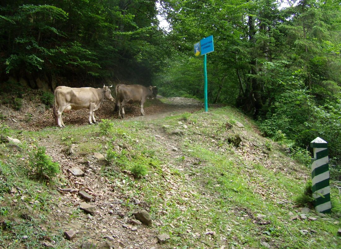 Окрестности оз. Синевир, image of landscape/habitat.