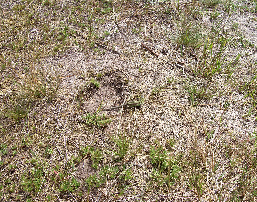 Жидеевская дача, image of landscape/habitat.