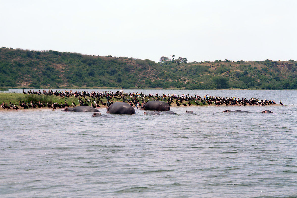 Парк Королевы Элизабеты, image of landscape/habitat.