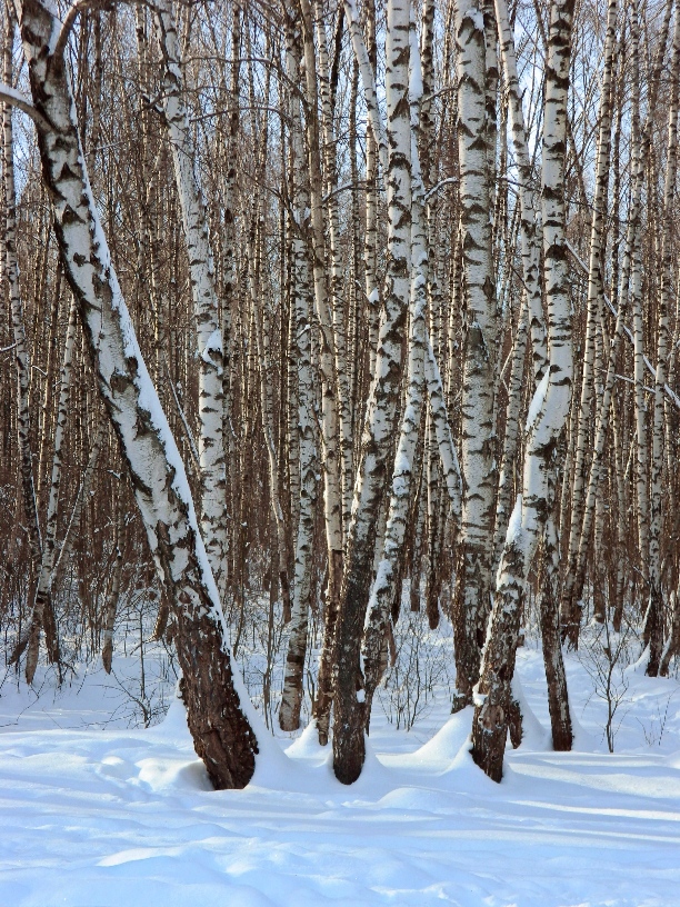 Окрестности города Одинцово, image of landscape/habitat.