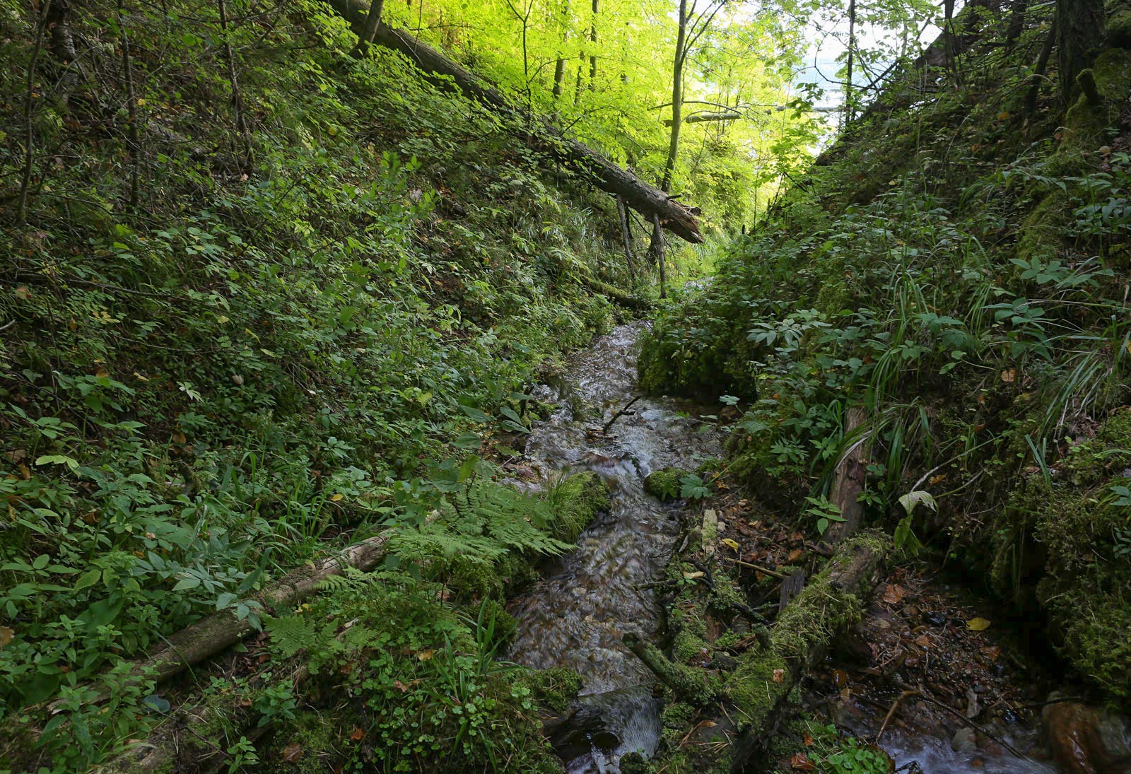 Кунчурихинский бор, image of landscape/habitat.